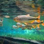 Bonito